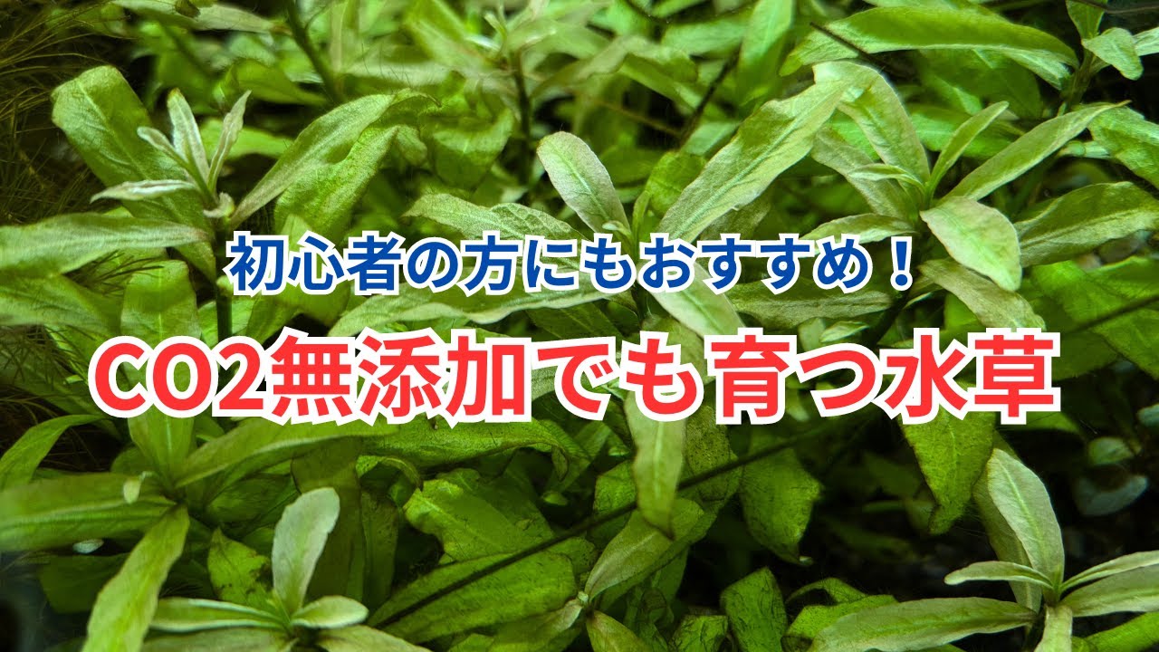 【丈夫な水草を探している方に！】CO2無添加でも育つ水草