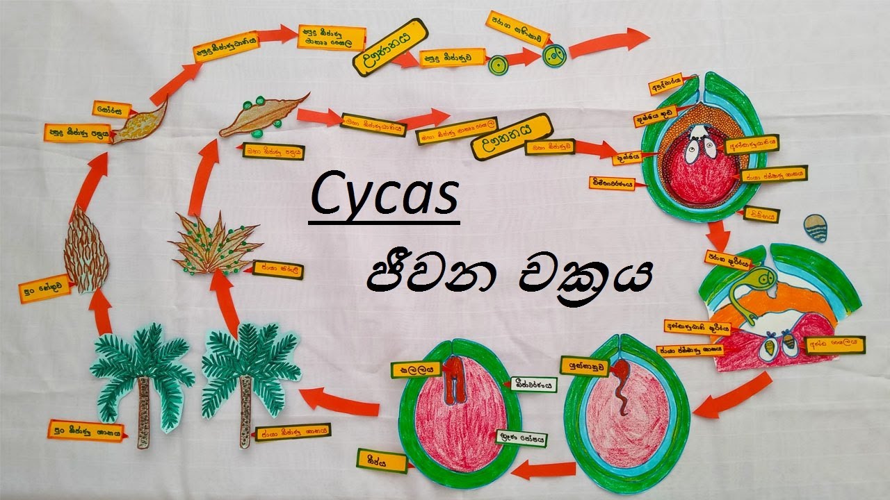 Life Cycle of Cycas ; Cycas ජීවන චක්‍රය