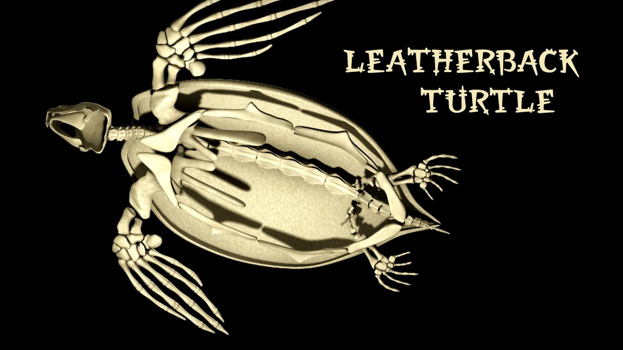 Inside Nature&rsquo;s Giants &ndash; Leatherback Turtle