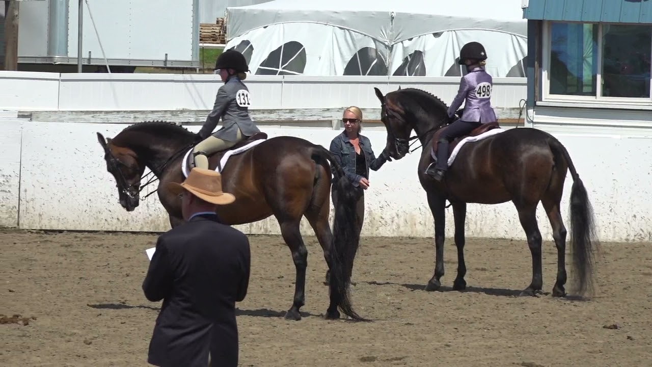 New England Morgan- July 2021- WT  Hunt Seat Pleasure 9 & Under