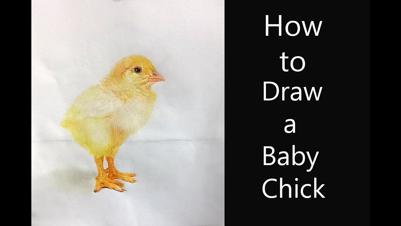How to Draw a Baby Chick.