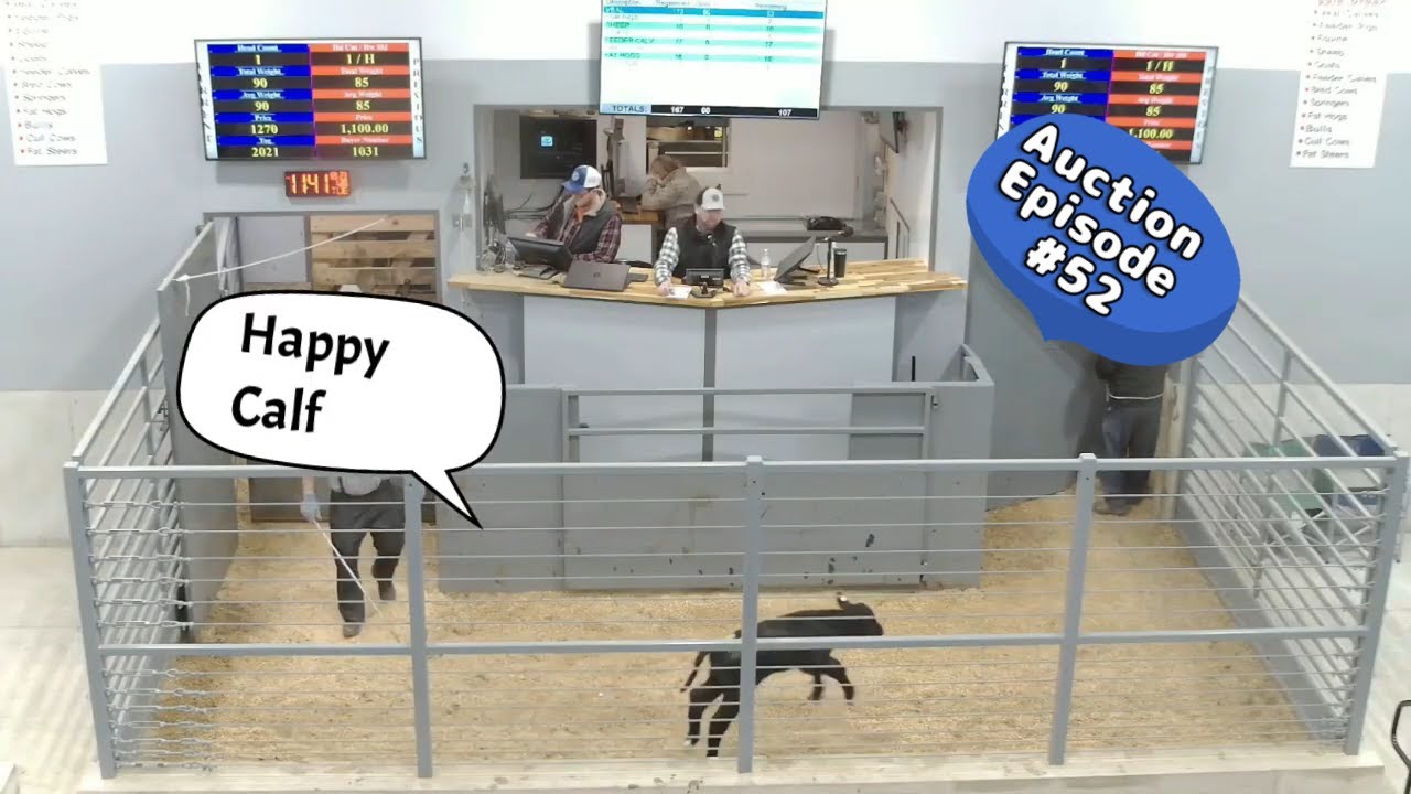 Partial Calf Auction on 01/20/2026, More Coming Soon