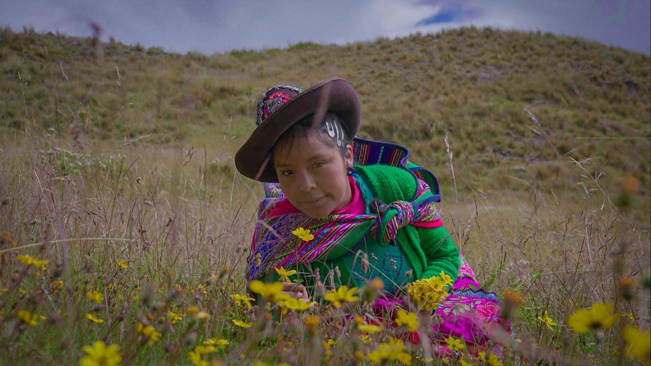 Así cosechamos las Plantas Medicinales en Los Andes 🏔️