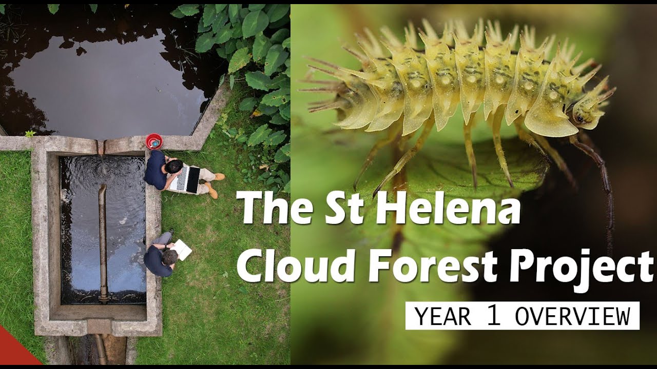 St Helena Cloud Forest Project - Year 1 Overview