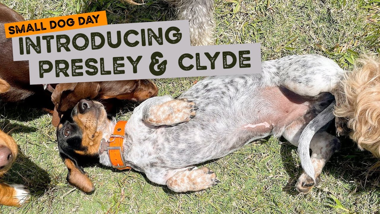 Welcome Presley and Clyde to our small dog day pack