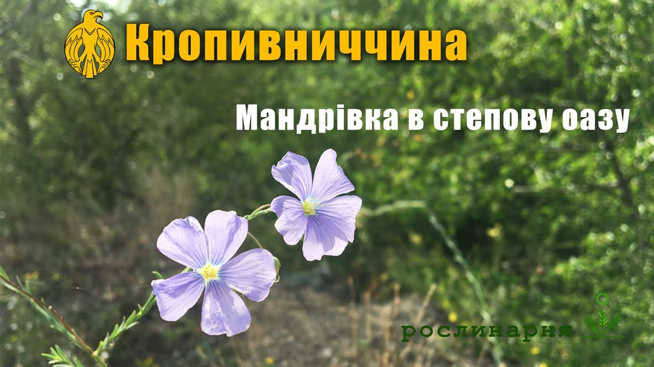 НЕВІДОМА КРОПИВНИЧЧИНА. Дивовижна дика природа і степова флора центральної України