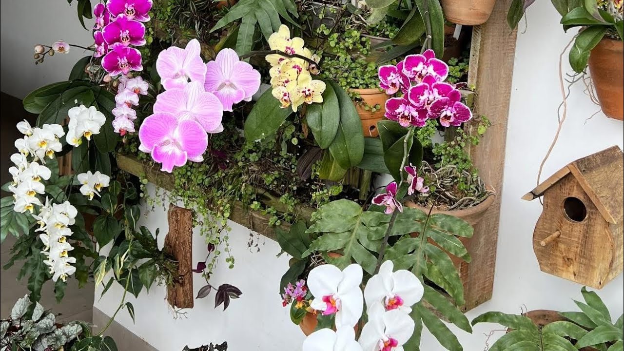 Usei um único produto e veja o resultado nas minhas orquídeas Phalaenopsis! 🤩