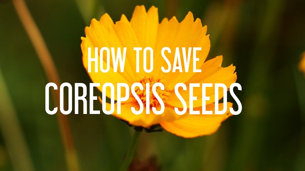 How to Save Coreopsis Seeds