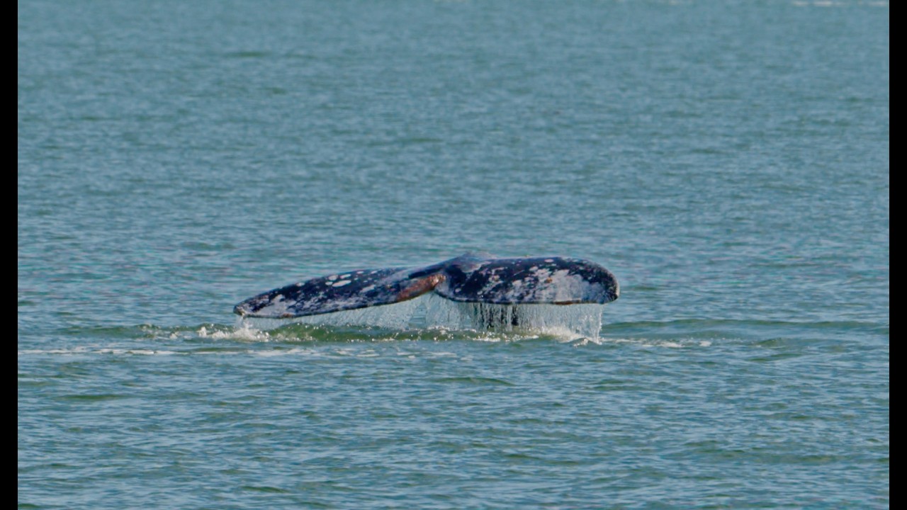 Watching Gray Whales in the SF Bay aboard the Kitty Kat 2-1-26