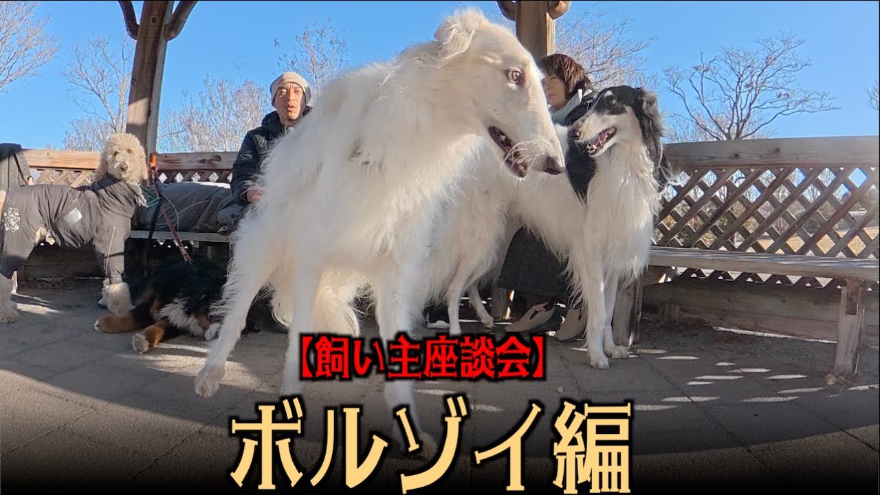 ボルゾイってどんな犬種？【飼い主座談会】