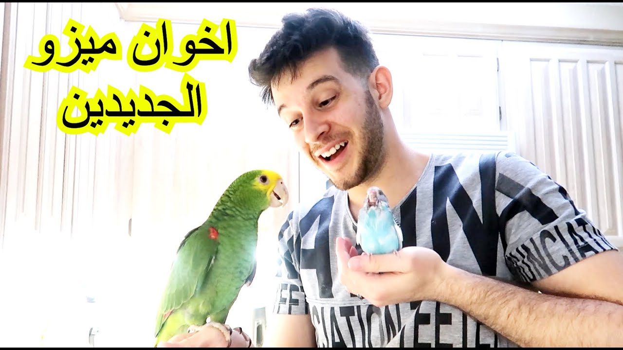 ميزو اول مرة يشوف طير حب وشوفوا ردة فعله 😂
