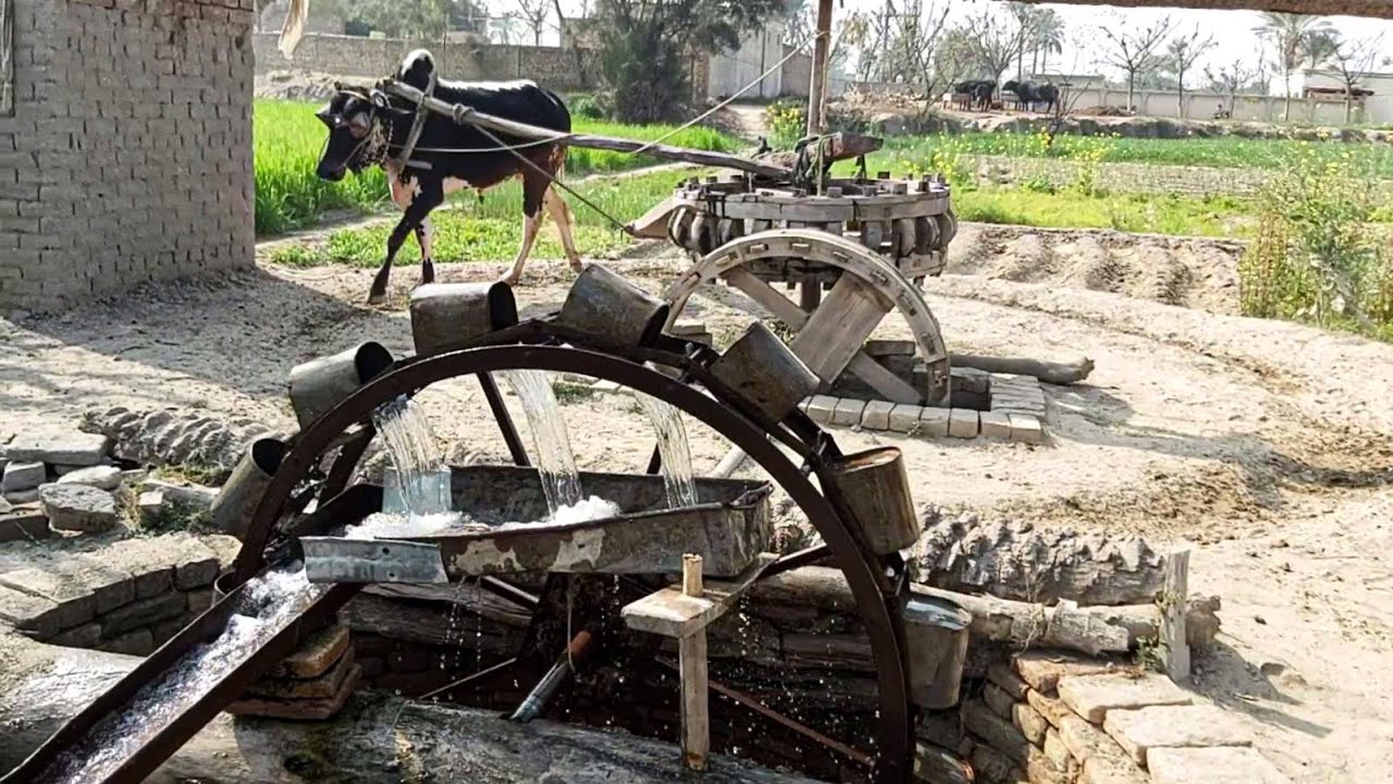 Rahat ||Old Irrigation System in Punjab Villages Before Early 90,s|Persian Wheel Irrigation Method