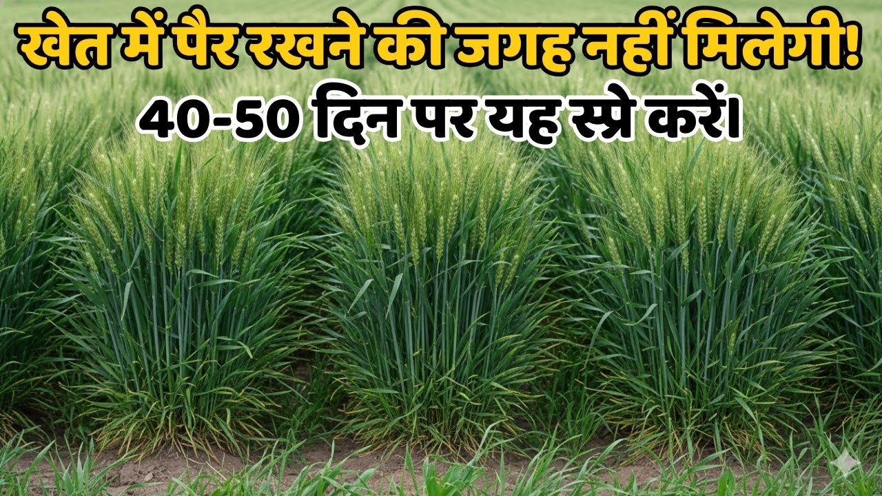 गेहूं 40-50 दिन की हो तो बस ये 1 काम करें, कल्लों की भरमार और रिकॉर्ड तोड़ पैदावार होगी! 