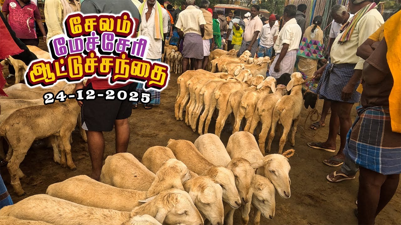 24.12.2025 🐐சேலம் மேச்சேரி ஆட்டுச்சந்தை  விலை அப்டேட்🔥 | SALEM MECHERI ATTUSANTHAI PRICE UPDATE!