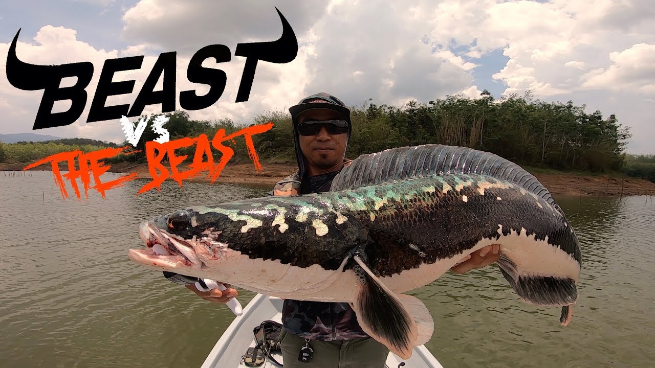 Casting Giant Snakehead | Toman | REVO BEAST vs THE BEAST