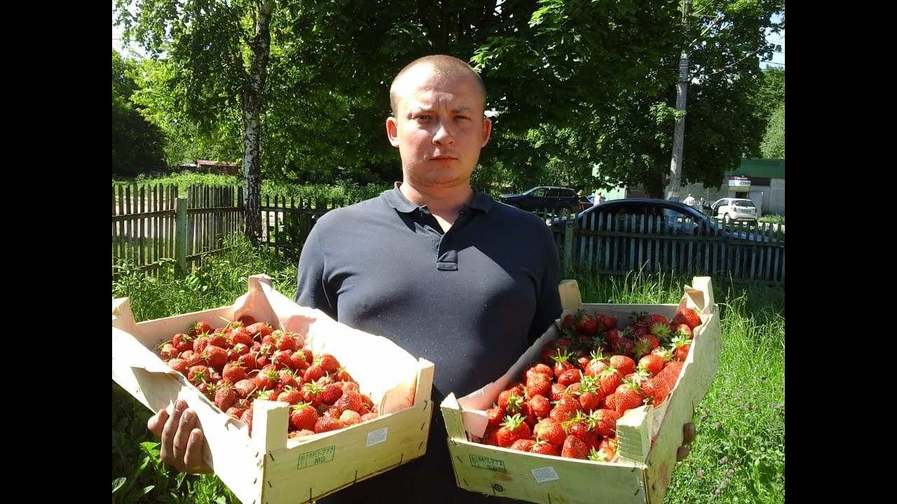 Личный опыт выращивания  земляники садовой (клубники). Описание сортов:Царица, Берегиня, Соловушка.