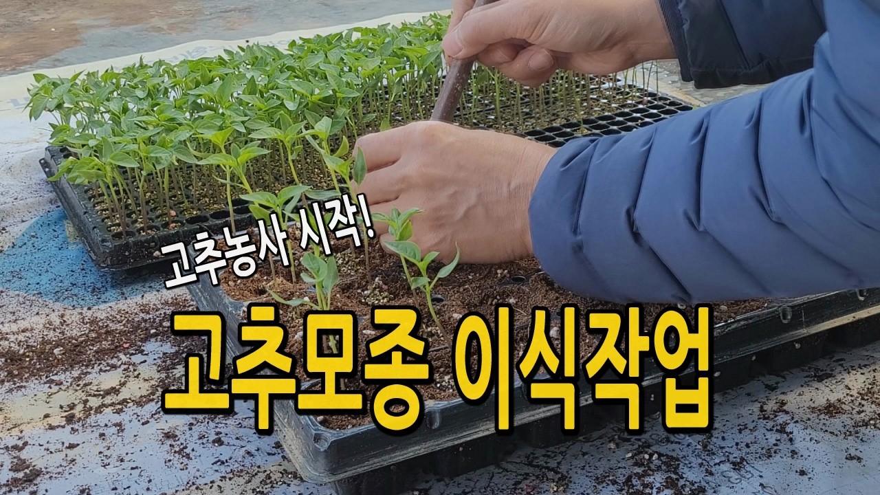 고추모종 이식(가식)작업 했어요. 고추농사 고추묘 키우기 2026년 3월 4일