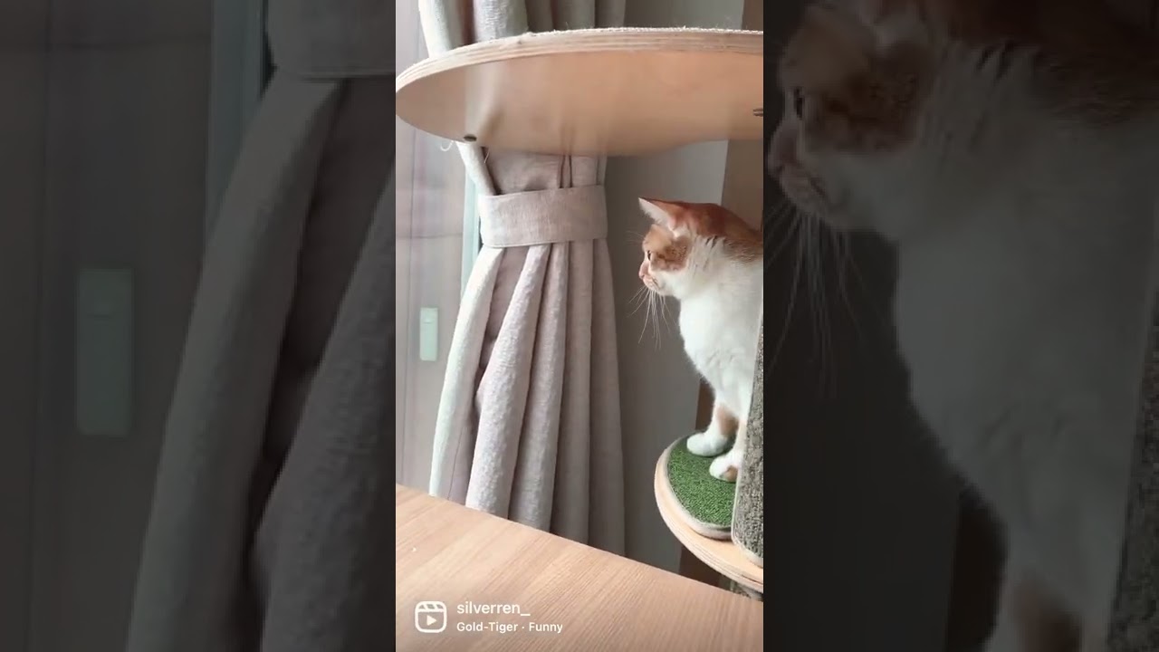 지켜보고있다.. #cat