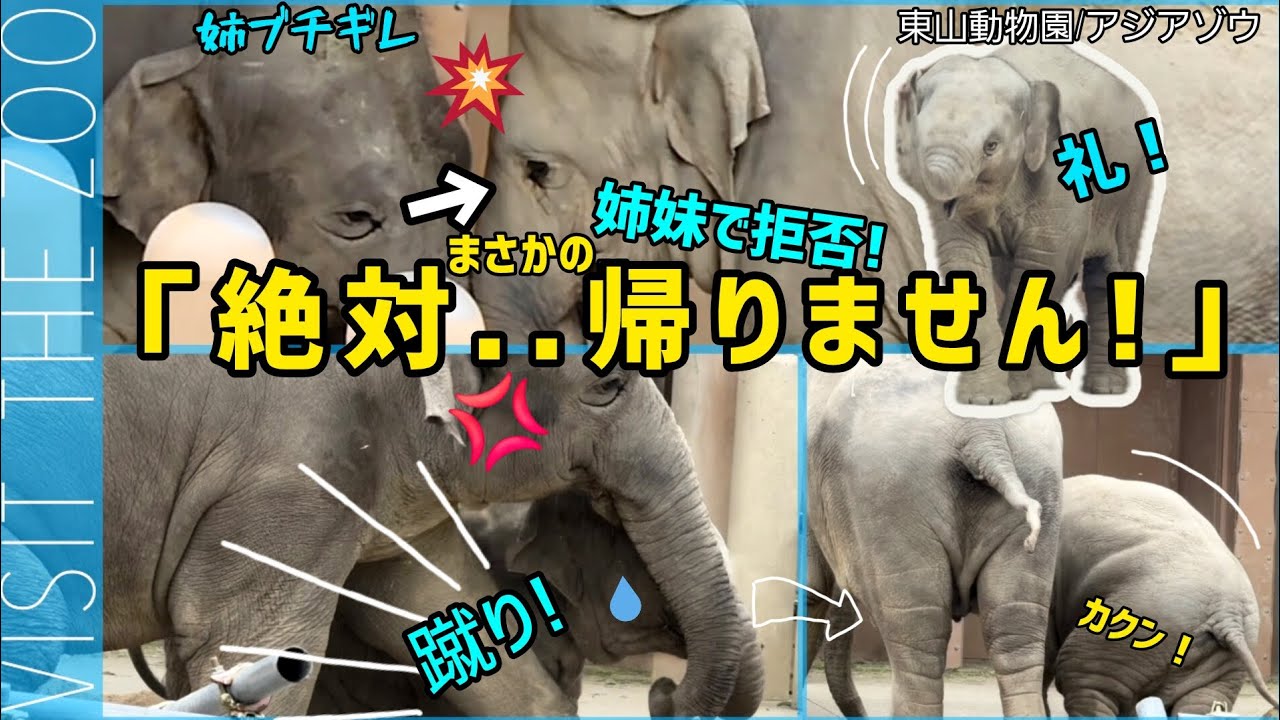 姉のドツキに妹反撃！【ドタバタ退場劇】うららカーテンコール！ #東山動物園 #アジアゾウ #うらら