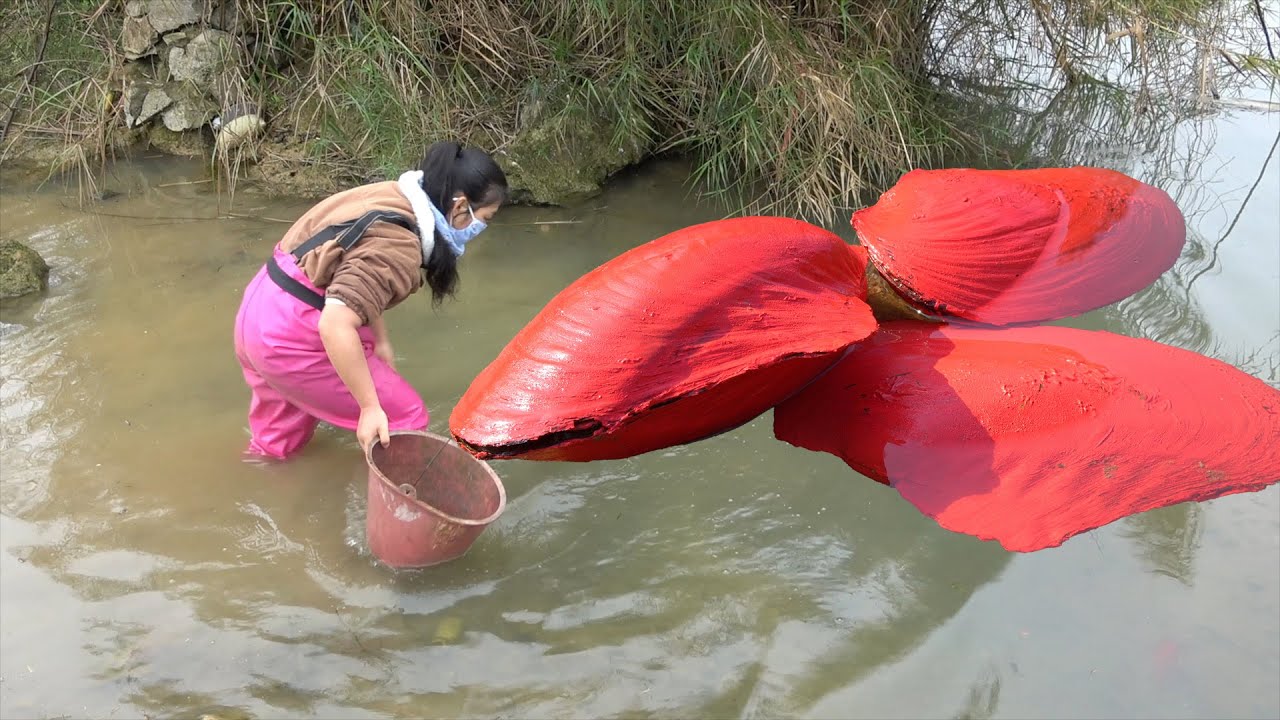 ❤️Unparalleled discovery! The girl is chasing giant clams in the wild and discovers worthless pearls