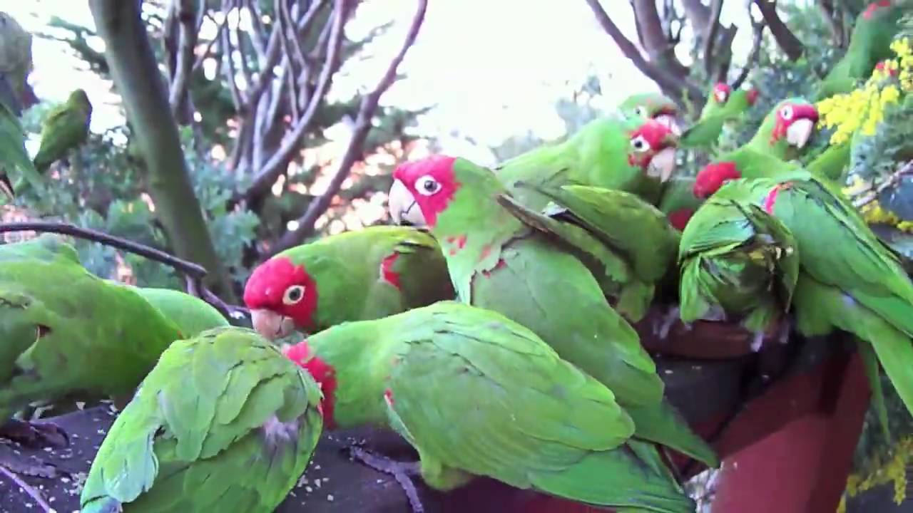 Telegraph Hill Parrots January 30, 2008 (HD)