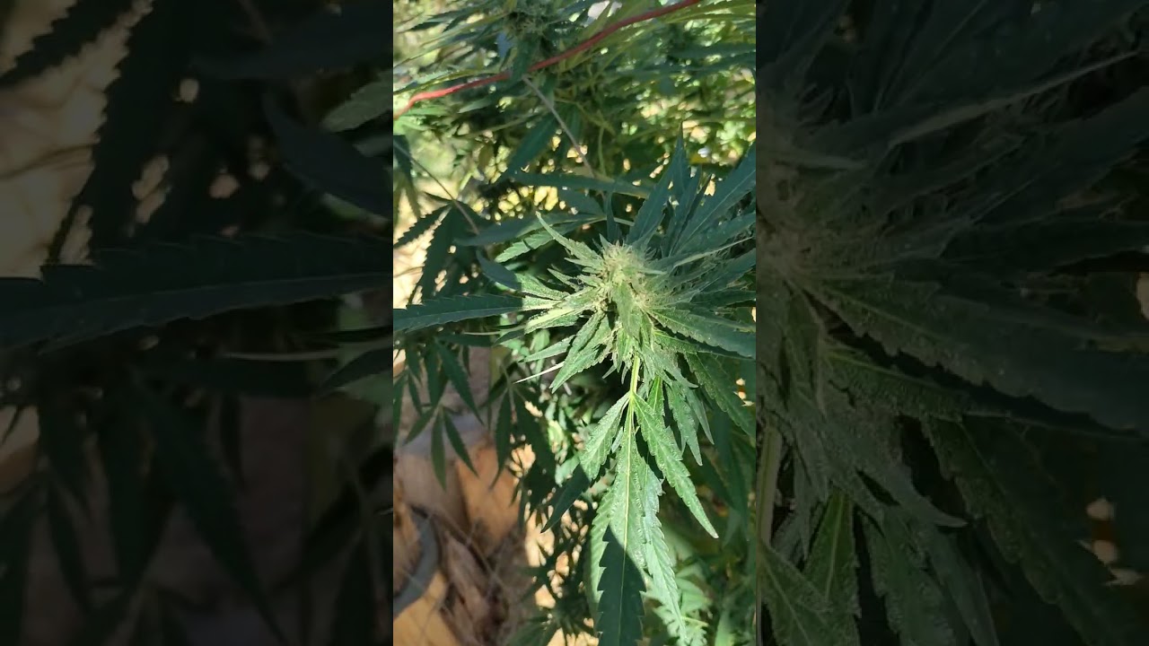 Grow Season with age Old