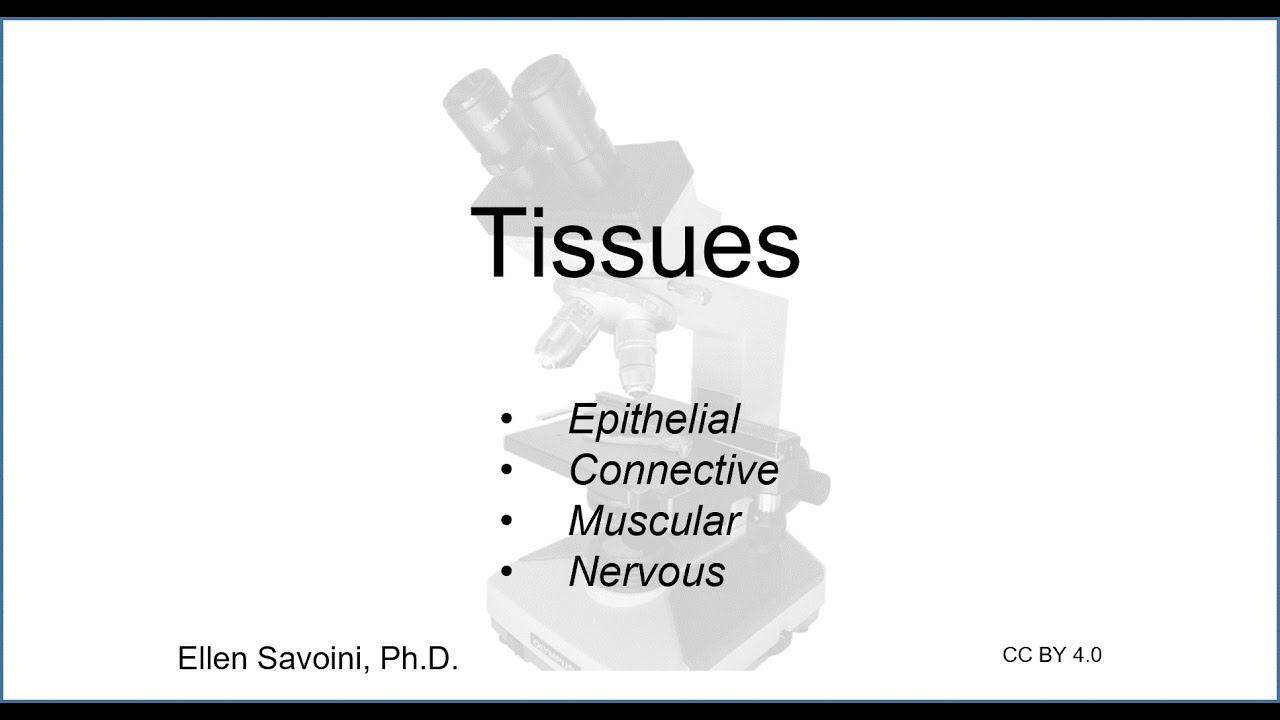 Tissues (BIO 201 Human Anatomy & Physiology I)