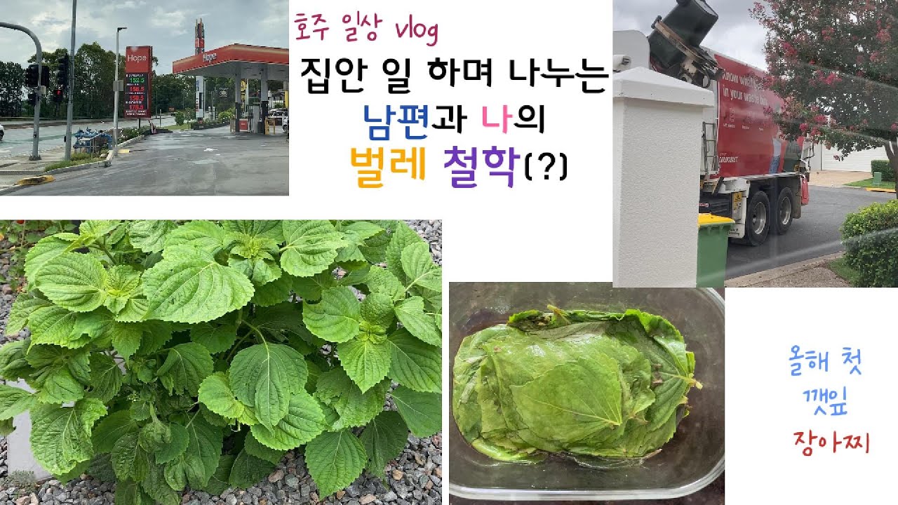 [호주 일상 ENG] Korean Flavors from My Aussie Garden I 깻잎 키워 반찬 만들고, 벌레 잡고, 살림하는 일상