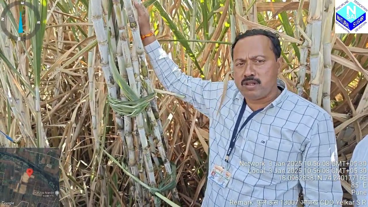 जास्त फुटवे करणारी, तुरा न येणारी PDN/ फुले ऊस 13007 जात ओळख वैशिष्ट्ये पाडेगाव संशोधन केंद्र प्लॉट