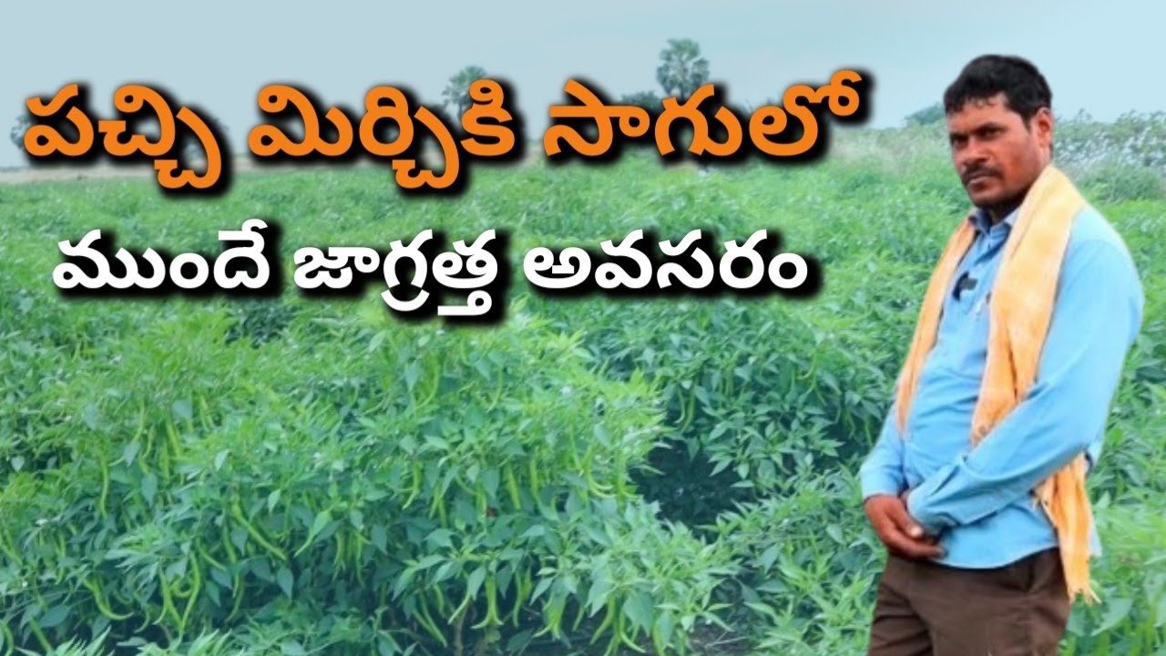 pachi mirchi farming in telugu/ ముందే జాగ్రత్త అవసరం, తరువాత కాదు