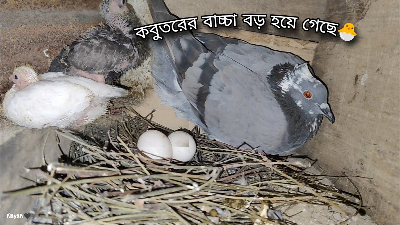 কবুতরের বাচ্চা বড় হয়ে গেছে 🐣