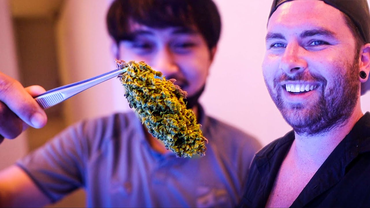 TOP 3 Rated CANNABIS Shops in PHUKET Patong | Thailand Weed