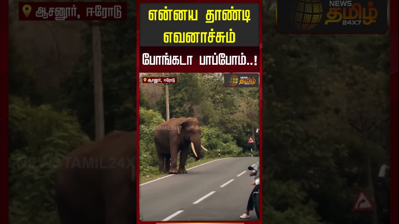 Erode | WildElephant | என்னய தாண்டி எவனாச்சும் போங்கடா பாப்போம்..!
