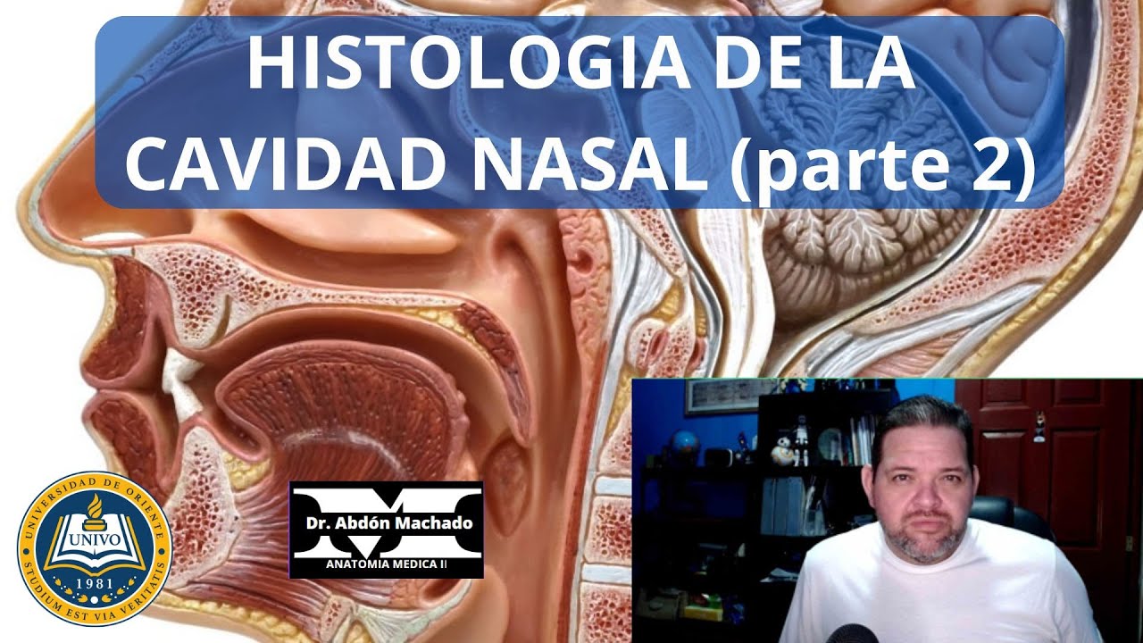 histologia de la cavidad nasal parte 2