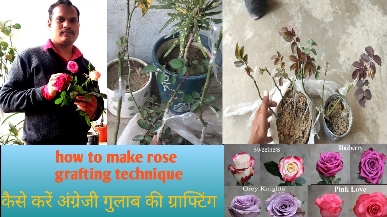 How to make rose grafting technique | कैसे करें अंग्रेजी गुलाब की ग्राफ्टिंग | #rose flower plant