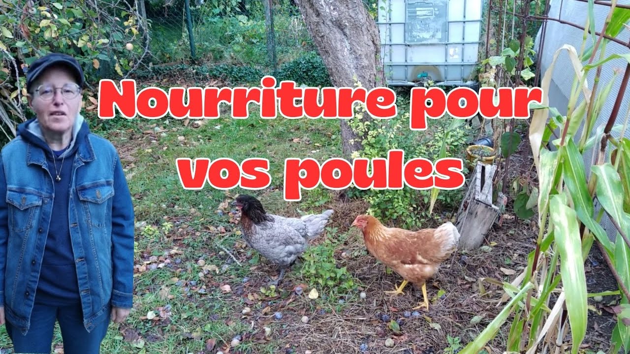 10 Plantes dont un Super Aliment pour Nourrir vos Poules + Bonus