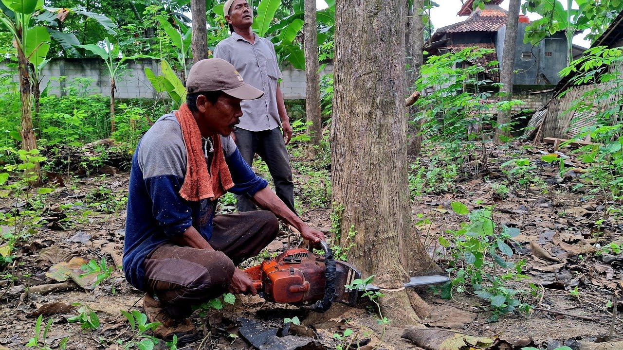 Harga murah meriah‼️Kayu jati super tinggi dilokasi belakang rumah