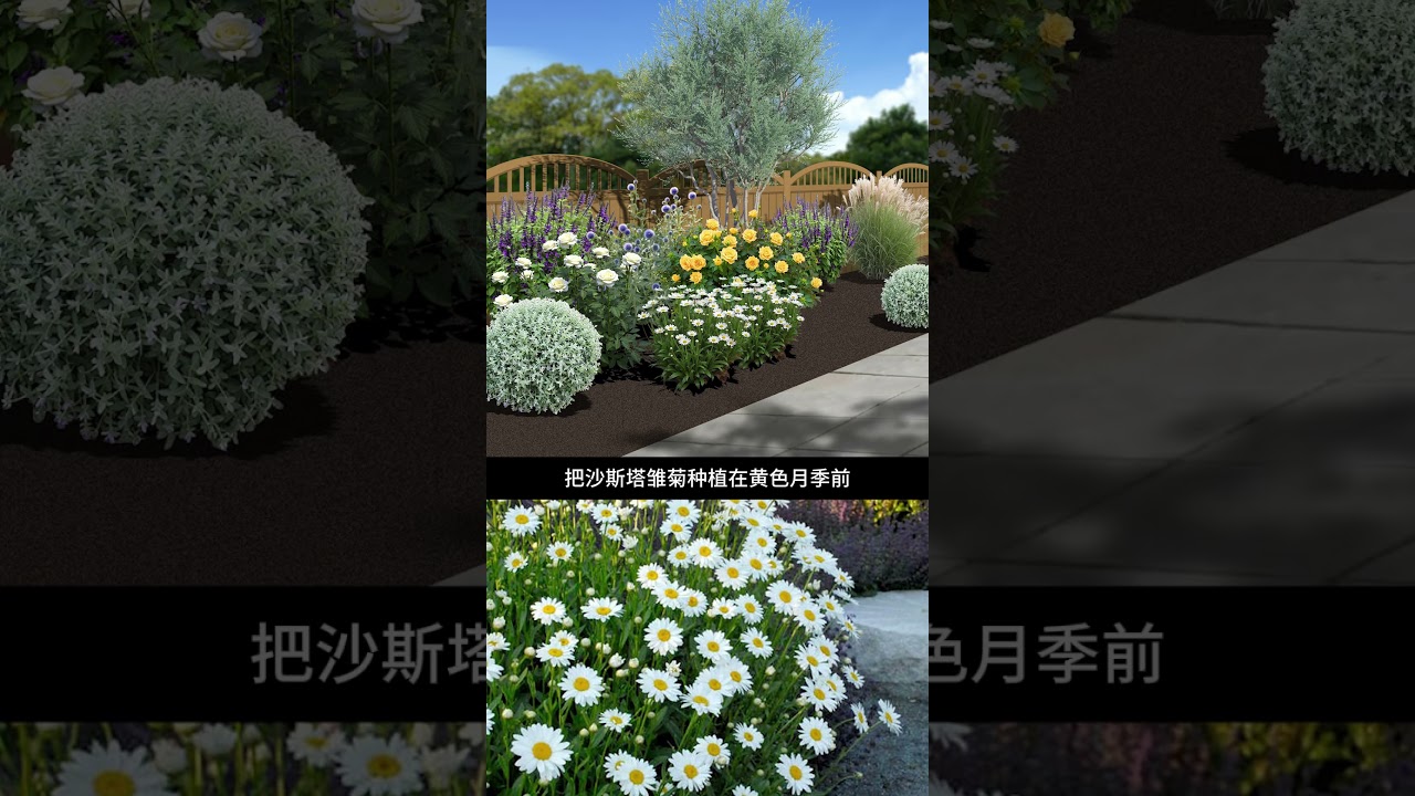怎样打造一个阳光花镜？How to Create a 'Dreamy Sunshine' Flower Bed？ #garden #花园设计 #flowers