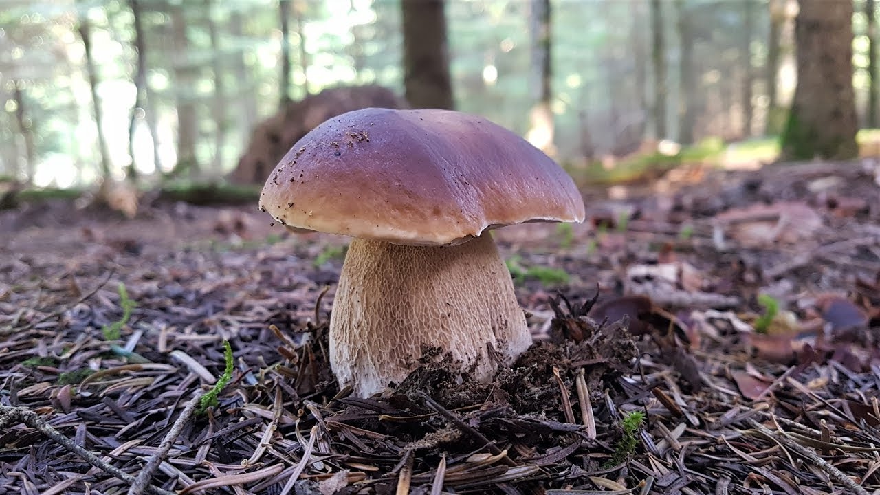 Pilz Wanderung im Schwarzwald Mitte Sept  2019 -Escursione ai funghi