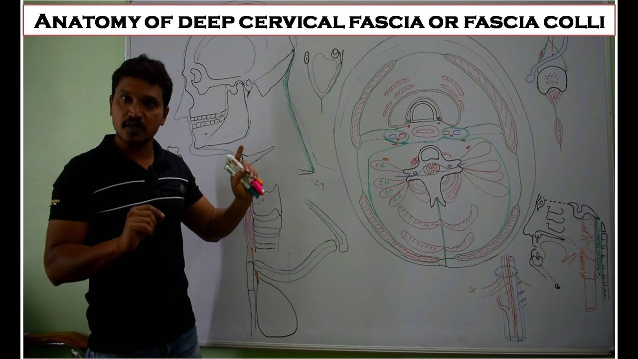 Anatomy of deep cervical fascia or fascia colli - Deep Fascia of neck - Core concept