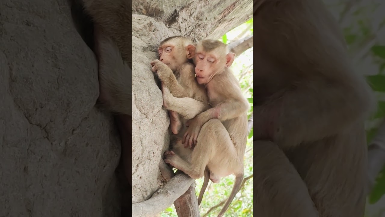 Sleeping monkey dreams of fruit​ #animals #monkeys #cute #monkeytime #monkeyworld #loveanimals