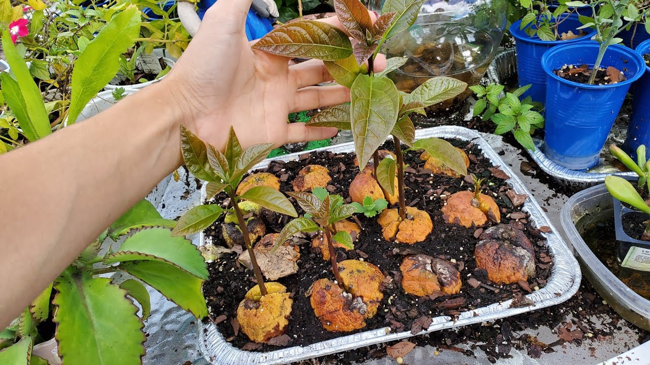 Como germinar semillas de aguacate y plantas enanas!