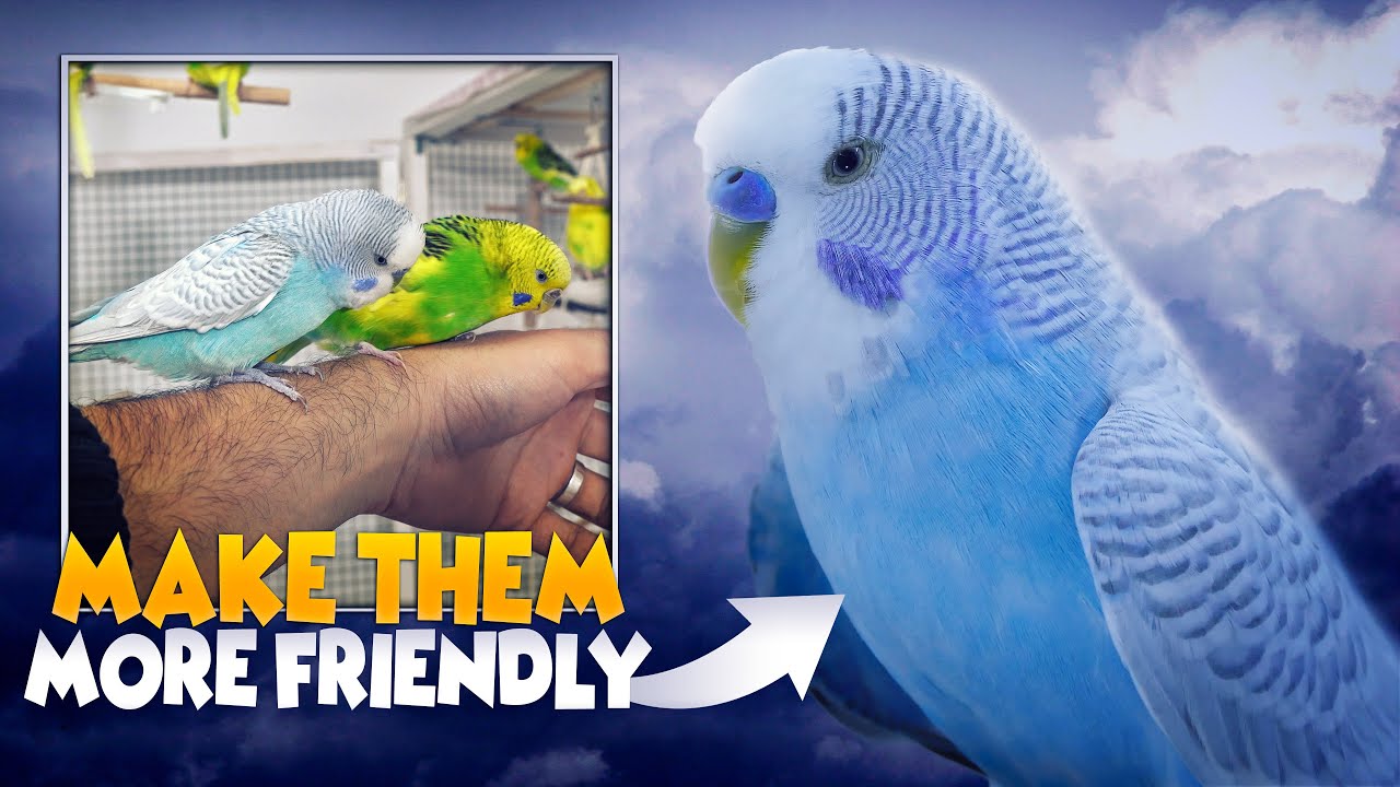 Top 5 Budgie Care Tips for Beginners