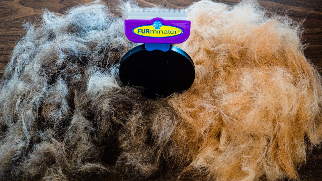 FURMINATOR review | Cat Grooming | Does it work?