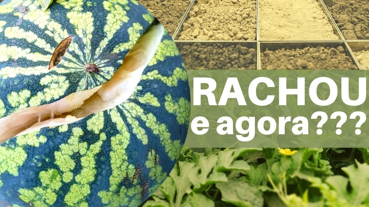 Melancia rachando??? VEJA o que fazer.