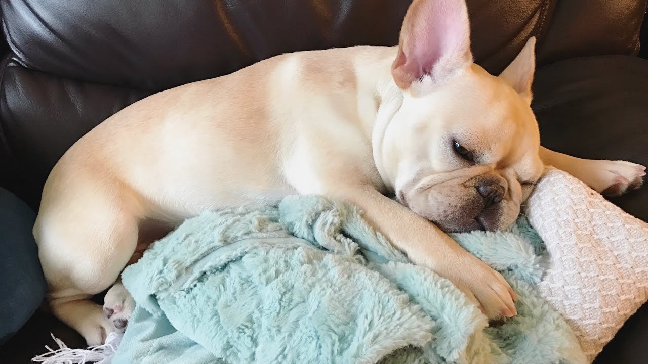 Nala's Favorites! Shopping Tips for your French Bulldog!