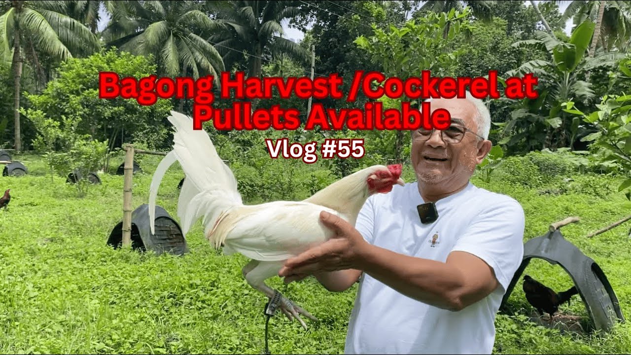 Bagong Harvest /Cockerel at Pullets Available | Vlog #55