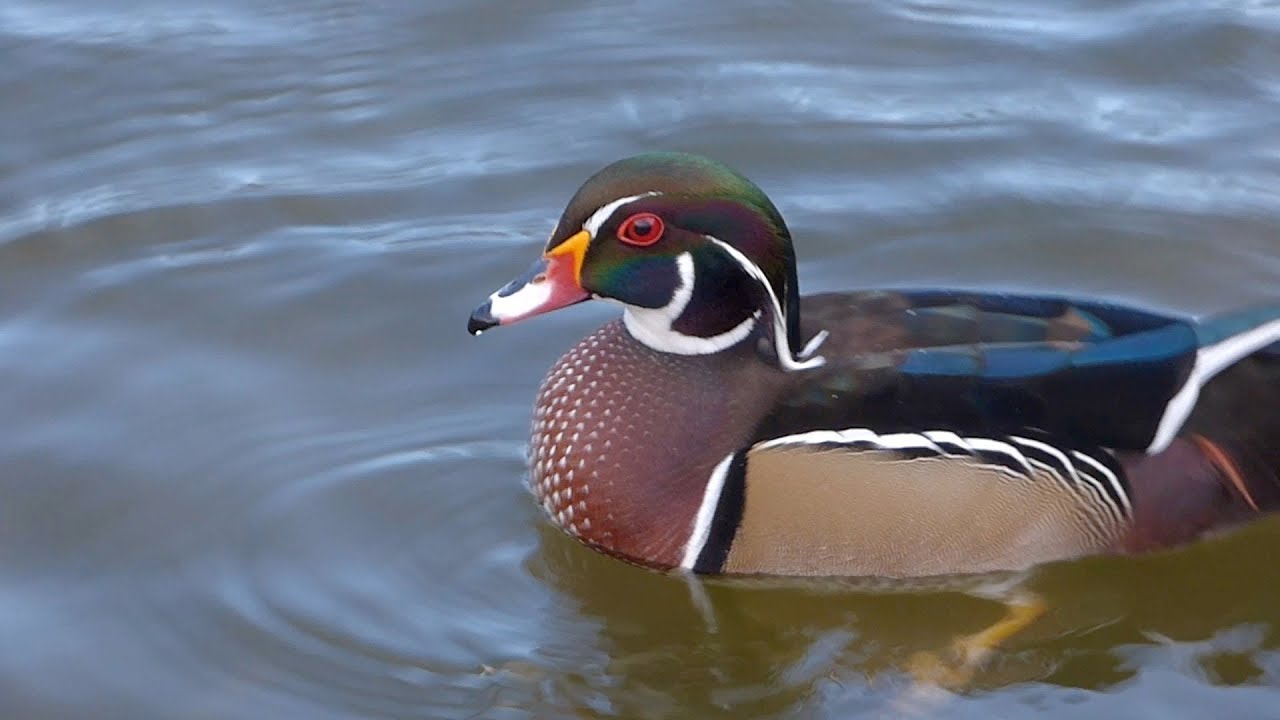 Wood Ducks in Wales