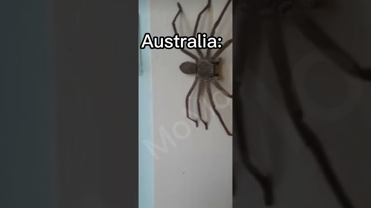 flash meme Australia...