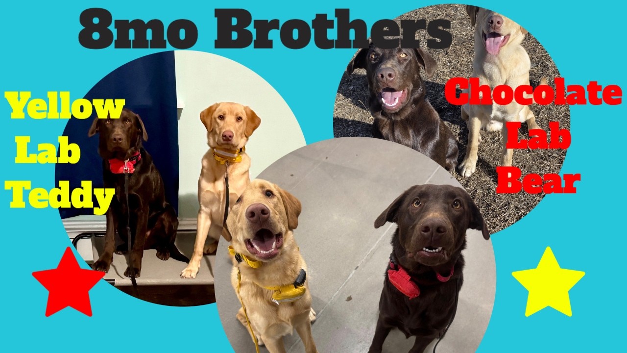 8mo Labs (Teddy & Bear) | Best Delaware Dog Trainers | Off Leash K9 Training Delaware